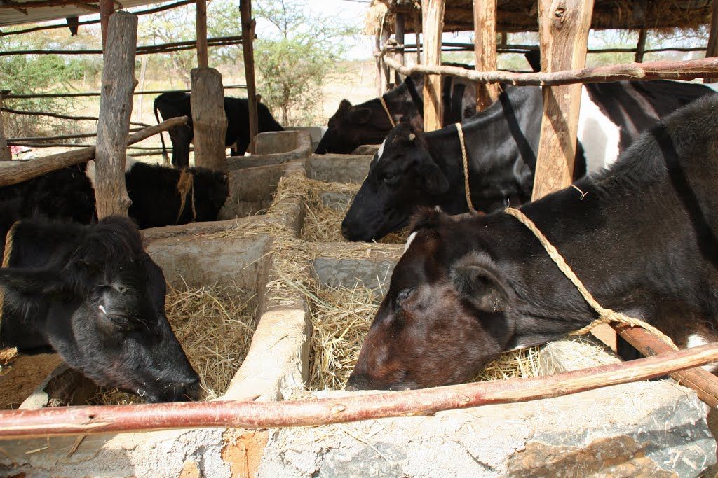 Dairy cattle feeding at a trough on the farm