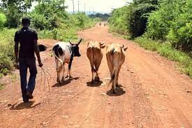 Livestock at Kiambaa near Kikuyu
