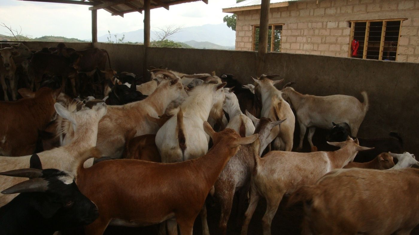 Goat breeding and fattening project, Kingeero farm (June 2020)
