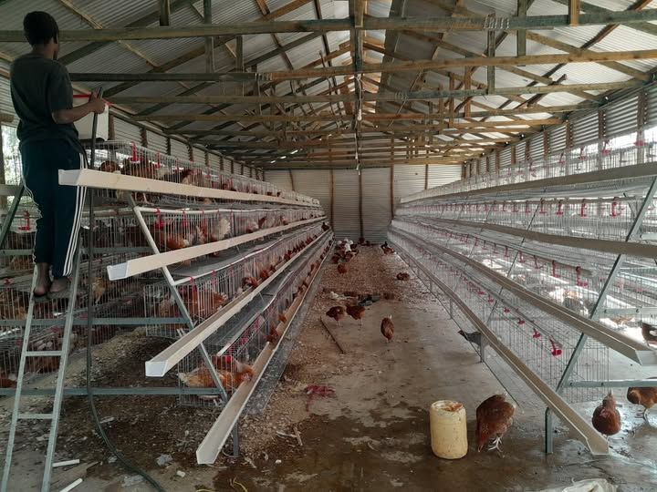 Inside a poultry house with multi-tier cages