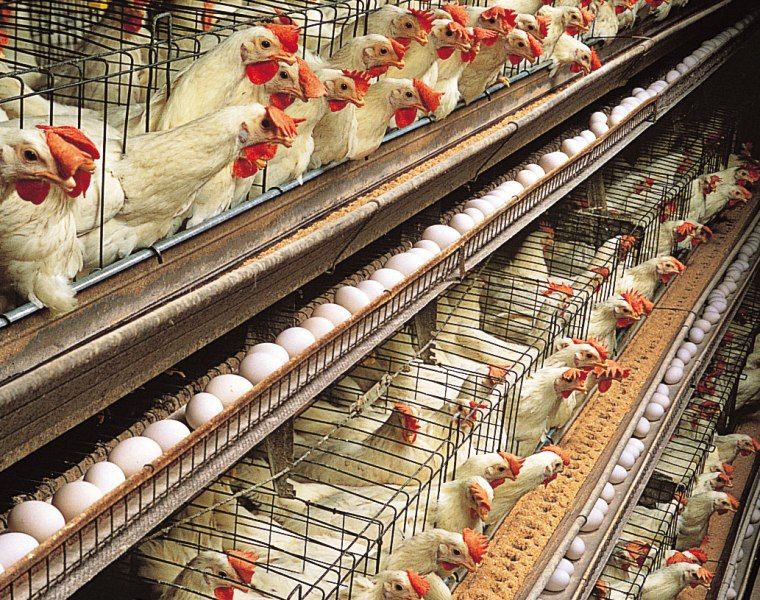 Laying hens in multi-tier cages with eggs on the belt